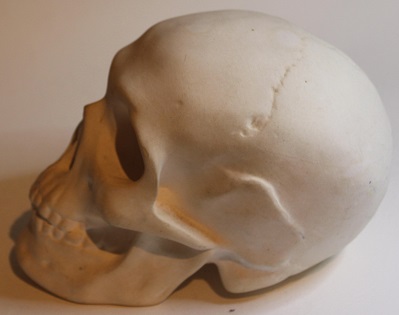 skull
